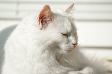 Portrait of a white Turkish Angora cat. Fluffy cat is resting