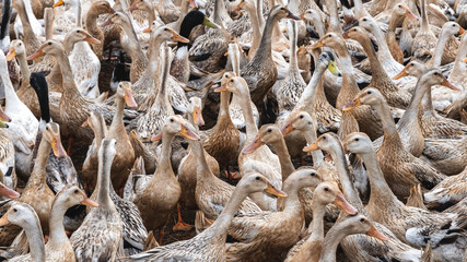 A lot of ducks at Open farm in vietnam, agriculture and traditional culture in asian country, animal and livestock concept