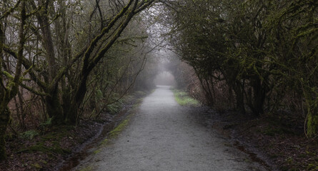 Path in the Canadian rain forest with green trees. Early morning fog in winter season. Tynehead Park in Surrey, Vancouver, British Columbia, Canada.