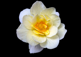 Delicate white-yellow begonia flower, isolate on black background with copy space. Home flowers, hobby. Floral card.