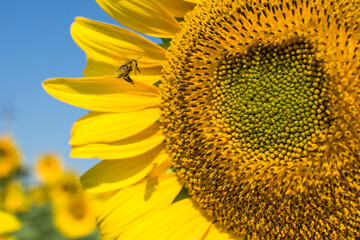 Sunflower blooms on the agricultural field, closeup. A bee collecting pollen and nectar.