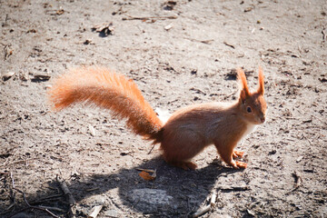 Squirrel - side view - outdoors photograph
