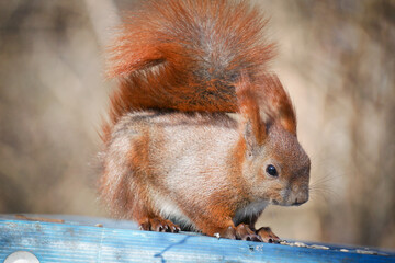 Squirrel - outdoor photograph, selective focus