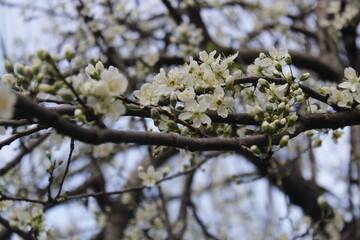Plum blossom. Selective focus on white flowers on a blurred background. Spring concept idea.