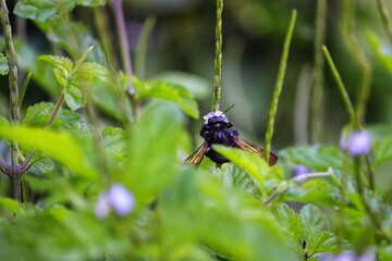 Insect pollinating flowers in nature.