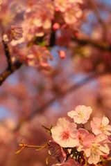 河津桜　サクラ　さくら