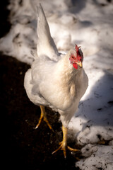 Free ranging chicken