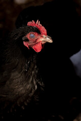 Black bantam chicken