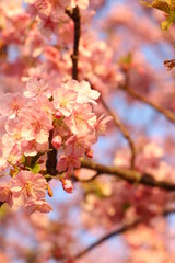 満開の河津桜【山口県・周防大島町小積地区にて撮影】