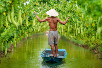 Vietnamese Old Man Harvesting a big bitter gourd or bitter cucumber hanging grown on wooden fence...