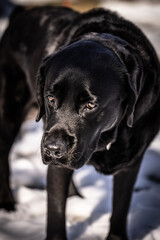 Black Labrador Retriever