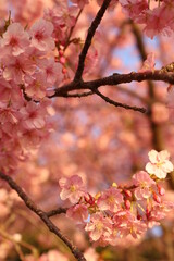 満開の河津桜【山口県・周防大島町小積地区にて撮影】