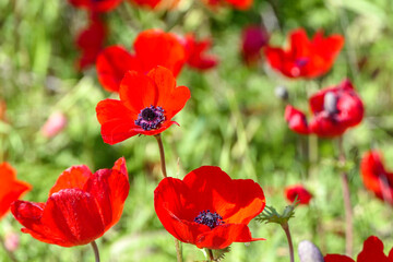 Field of blooming wild flowers of red anemones closeup. selective focus
