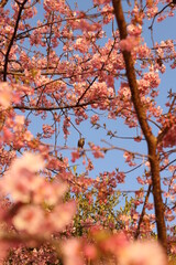 満開の河津桜【山口県・周防大島町小積地区にて撮影】
