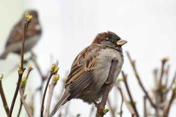 A male sparrow sits on a lilac branch.