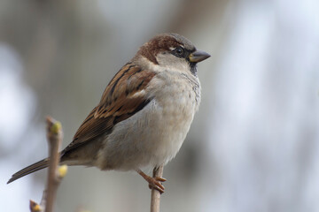 Portrait of a male sparrow sitting on a tree branch. Blurred background
