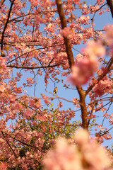 日本のサクラ　河津桜