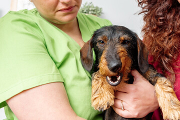 Nice dachshund dog with its mouth open in the arms of health personnel of a veterinary clinic.