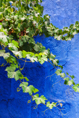 green ivy foliage against blue wall