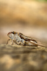 Large brown cicada,Adult Cicada on blurred background.