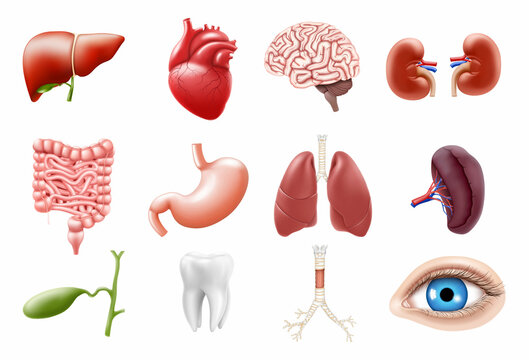 Human internal organs isolated on white background. Lungs, kidneys, stomach, intestines, brain, heart, spleen, liver, tooth, trachea, gallbladder, eye. Realistic 3d vector icons set