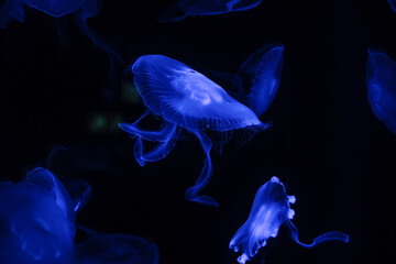 Low key jellyfish in sea saltwater aquarium ocean life, color photography with space for text 