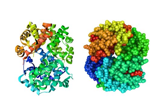 Crystal structure and molecular model of deoxyhemoglobin in complex with aryloxyalkanoic acid. Rendering based on protein data bank. Rainbow coloring from N to C. 3d illustration