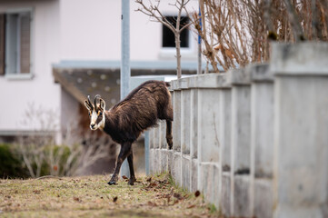 Chamois in city. One rupicapra rupicapra jumping from fence in Switzerland.