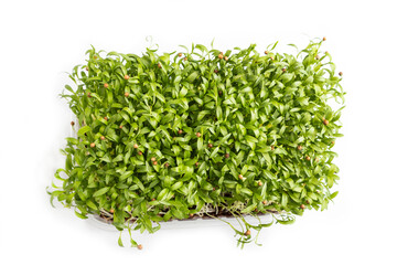 Plastic box with microgreen sprouts of cilantro isolated on white background. Top view.