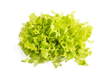 Plastic box with microgreen sprouts of green lettuce isolated on white background. Top view.