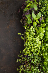 Set of boxes with microgreen sprouts of purple and green basil, sunflower, radish, on gray concrete background. Top view, copy space.
