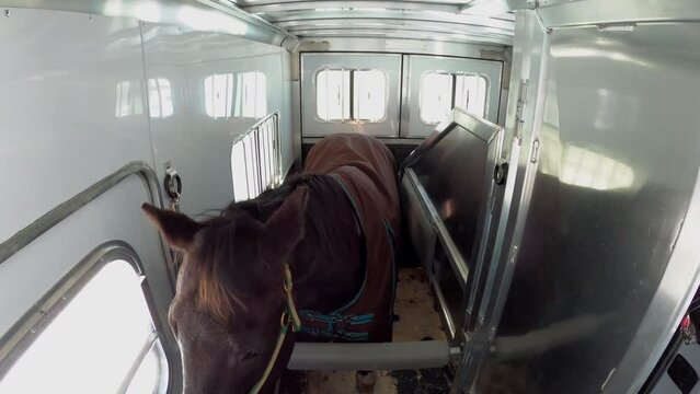 Quarter Horse being transported in trailer. Inside view while driving