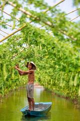 Vietnamese Old Man Harvesting a big bitter gourd or bitter cucumber hanging grown on wooden fence...