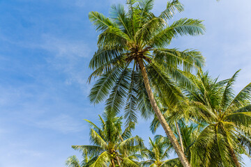 Fototapeta na wymiar Green coconut tree leaf on sea beach against blue sky