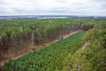 Fototapeta na wymiar A cut forest seen from above. Poland Slawa