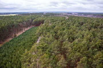 A cut forest seen from above. Poland Slawa - obrazy, fototapety, plakaty