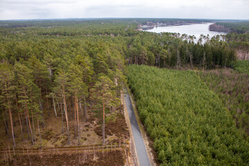 The road through the forest seen from a bird's eye view - obrazy, fototapety, plakaty