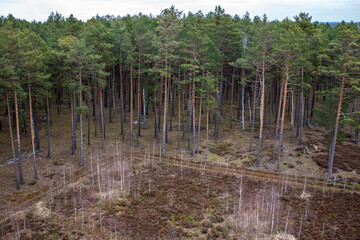A cut forest seen from above. Poland Slawa - obrazy, fototapety, plakaty