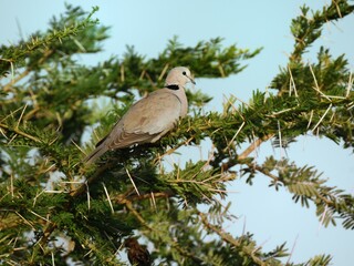 Eine Kap-Lachtaube (Streptopelia capicola), Ring-necked dove, in Sambia.
