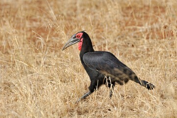 Ein Kaffern-Hornrabe (Bucorvus leadbeateri), Southern ground hornbill, in Sambia.