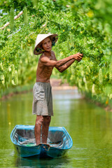 Vietnamese Old Man Harvesting a big bitter gourd or bitter cucumber hanging grown on wooden fence...