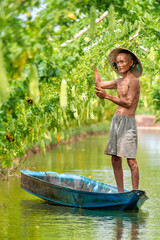 Vietnamese Old Man Harvesting a big bitter gourd or bitter cucumber hanging grown on wooden fence...