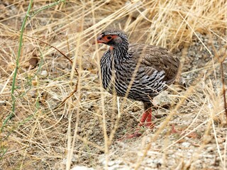 Rotkehlfrankolin (Pternistis afer), Red-necked spurfowl, in Sambia.