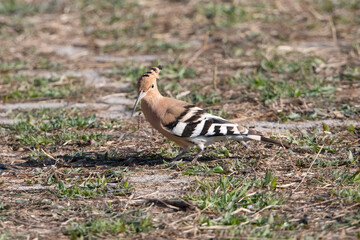 Eurasian Hoopoe in Murcia South of Spain.