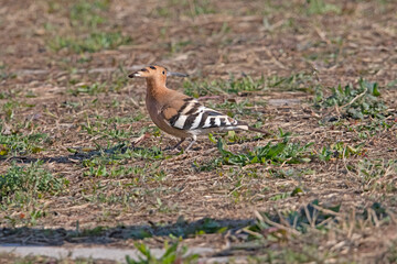 Eurasian Hoopoe in Murcia South of Spain.