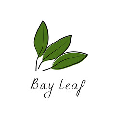 Bay leaf sign. Herb logo. Vector vegetarian illustration