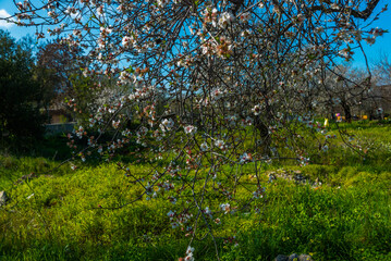 Fototapeta na wymiar DATCA, MUGLA, TURKEY: Flowers on the branch of an almond tree during the flowering period on a sunny day.