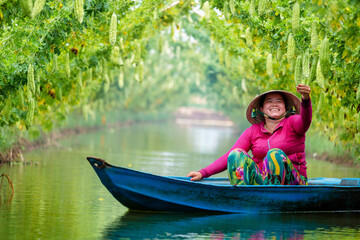 Fototapeta na wymiar Vietnamese Women Harvesting a big bitter gourd or bitter cucumber hanging grown on wooden fence in a farm at sunny. Green background photo