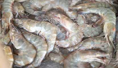 The fresh shrimp for cooking at the seafood market. Fresh shrimp for an ingredient for preparing and cooking.