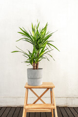 Nice green brazil trunk leaves in a gray pot on a raw wooden staircase on a terrace with acacia plank flooring